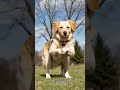 The Dog DancingЁЯШН Shortsviral Shortsfeed Trend Dance Dogdance Dogsound Dogshorts Funny Dog The Dog DancingЁЯШН Shortsviral Shortsfeed Trend Dance Dogdance Dogsound Dogshorts Funny Dog