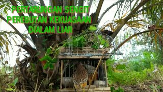 Download Lagu mikat puyuh hutan VR (perlawanan sengit) MP3