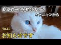 捨て猫から家猫になった白猫【ボロボロだったあの頃からイケニャンに変身していく姿】イケニャンからお知らせです