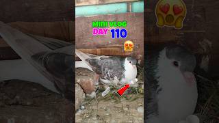 kabutaron Ne Ande rakhne shuru kar diye 😲 Mini vlog Day 110😱🔥||#shorts #pigeon #shortfeed #minivlog