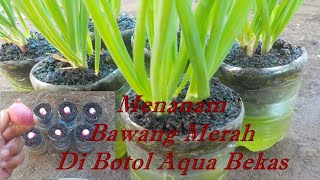 cara menanam bawang merah di botol aqua bekas paling sederhana