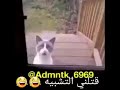 بلقيس مقطع مركب مضحك جدا جدا