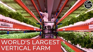 A look inside Emirates’ Bustanica, world’s largest vertical farm in Dubai