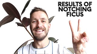 Results Notching Rubber Tree Ficus | Promote Branching | Side Shoots | Planting Plants