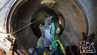Smart Sewer Dog Rescue 2024