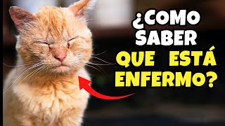 ¿Cómo saber  si tu GATO está ENFERMO? 🙀 by Mascotas Sanas Y Felices 1,406 views 3 months ago 9 minutes, 3 seconds