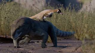 Alnashetri Animation
https://scitechdaily.com/strange-90-million-year-old-dinosaur-fossil-rewrites-history/
Alnashetri belongs to a group of bird-like dinosaurs, known as alvarezsaurs, that are famous for their tiny teeth and stubby arms ending in a single large thumb claw.
Credit: Universidad Nacional de Río Negro and University of Minnesota Alnashetri Animation