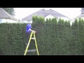 trimming cedar hedge,time lapse