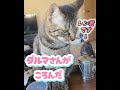 【家の猫は、愛がいっぱい💕】～遊びながら飼い主とラブキス‼️～