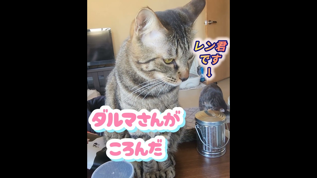 【家の猫は、愛がいっぱい💕】～遊びながら飼い主とラブキス‼️～