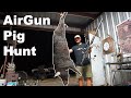 Big "Boar" Airgun Hunting {Catch Clean Cook} We Have A New Baby Pig