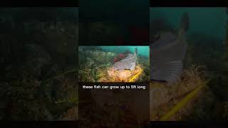 #Ocean #Facts! The Ling Cod can grow up to 5ft long and weigh 80lbs! #shorts #scubadiving #fish