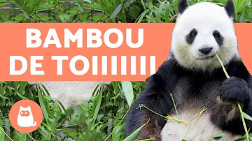 Pourquoi les pandas ne mangent que du bambou ?