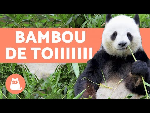 Vidéo: Tout Ce Que Vous Voulez Savoir Sur Les Pandas