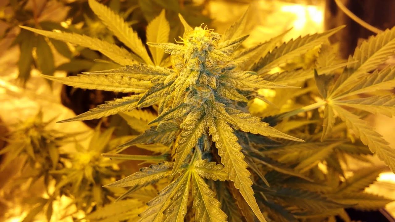 00 Seeds Auto Update 3/1