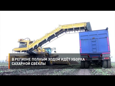 В регионе полным ходом идёт уборка сахарной свёклы