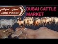 dubai cattle market  / domestic animals / goat , cow  / uae / safus bright