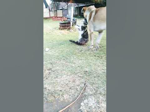 kitten vs dog #funnyanimals #dog #shortsfeed #newonyoutube #catmeow #