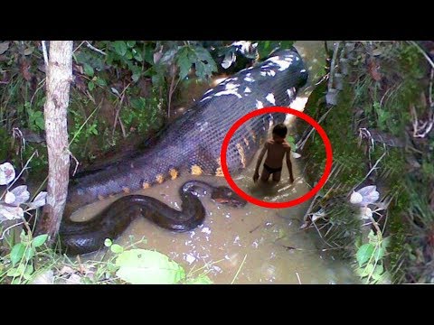 5 SCARIEST Animals Found in Africa - 5 SCARIEST Animals Found in Africa