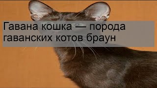 Гавана кошка — порода гаванских котов браун