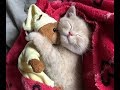 Прелесть какие милые котята, кошечки и котики