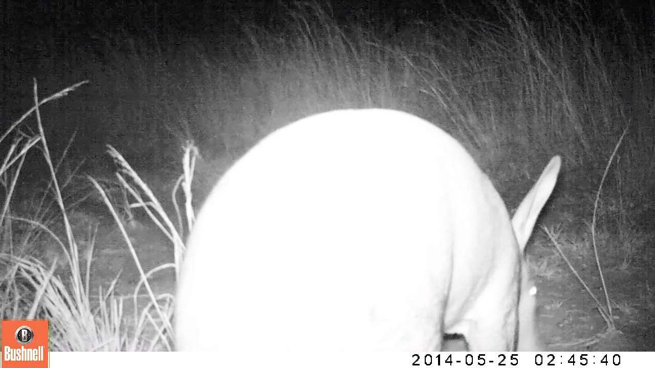 Aardvark at Hyena Den - camera trap video