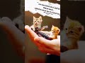 multi hay zindagi.cat songs.cat gitaar