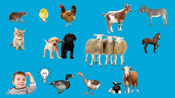 Các loài động vật nông trại | tên các con vật trong tiếng Anh | âm thanh động vật | animals sound P1