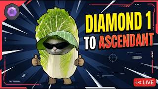 🔴 LIVE: Anyone with Cabbage insurance ?  NA Server