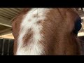 馬は愛情に応えてくれる