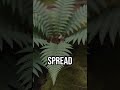 Timeless Forest Secrets