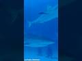 Parlons Requins : la chaine pour tout savoir sur les Requins !