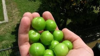 Ekşi̇ Eri̇k Yemek Kütür Kütür Kaarşi̇i̇i̇i̇i̇i̇m