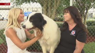 News 13 Pet Adopt-A-Thon sneak peek