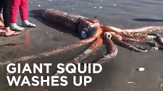 Giant squid washes ashore on South African beach