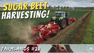 Sugar Beet Harvest! | One Tile Challenge on Farmlands - Farming Simulator 25