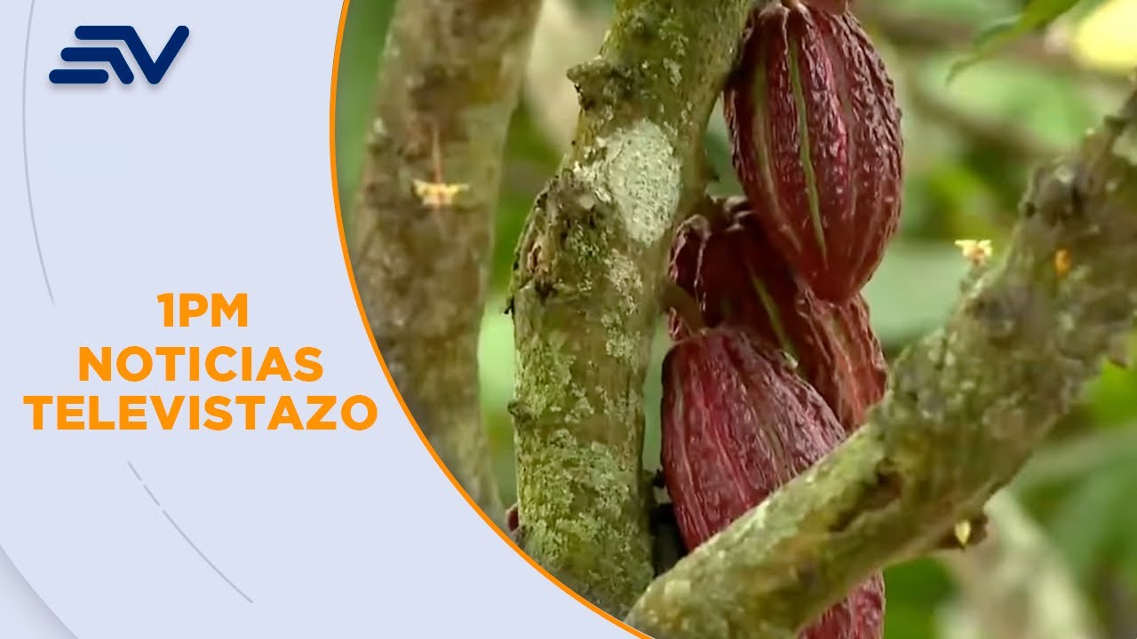 Cacao ecuatoriano: El país tiene mayor productividad tras bonanza de precios |Televistazo | Ecuavisa
