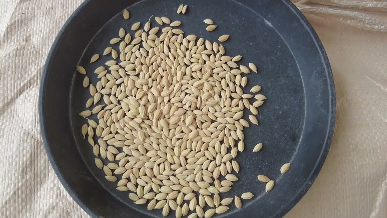 Yi-vsうるち米精米 Yi-vs様専用うるち米精米 Paddy rice seeds Non-glutinous rice/Wind