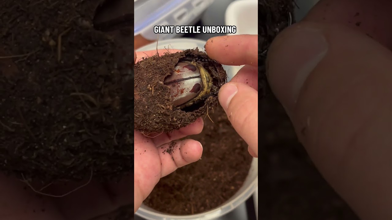 Giant beetle unboxing! 
