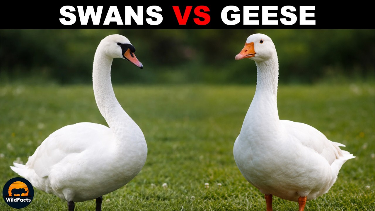 What Is The Difference Between Swans and Geese?