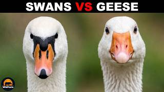 What Is The Difference Between Swans and Geese?
