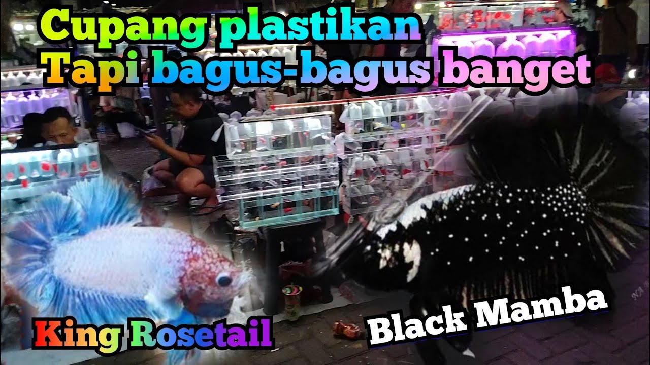 Ikan cupang cakep-cakep di plastikan..!! Pasar ikan hias Jatinegara