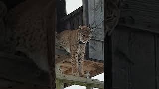 Ryś na ambonie. Lynx on hunting stand