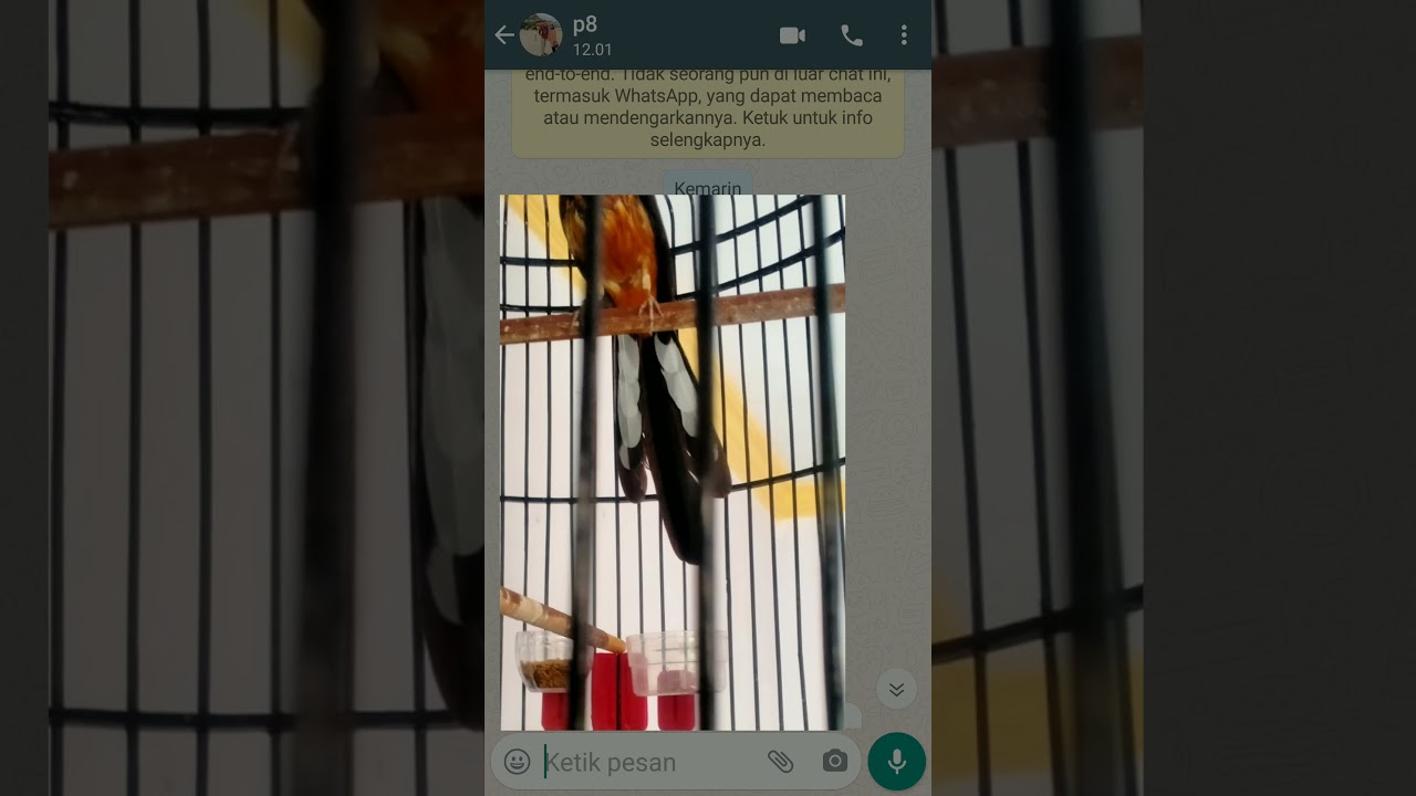 PANIK Dapat murai batu EKOR Lebar - tipe ekor murai batu