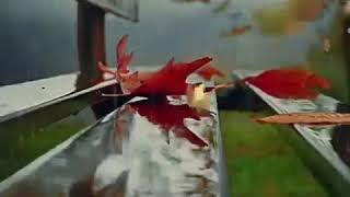 Wada Song Flute Ringtone