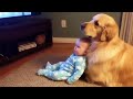 The Best Baby Pet Compilation Of 2025 Funny Babies Video COOL PEACHY 