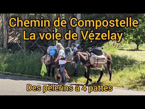 Vézelay 46 : des pèlerins à 4 pattes