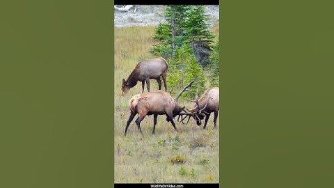 Huge Dominant Elk Bulls Fight During the Rut