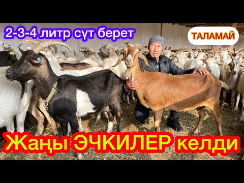 Video: Козу карындар менен уй эти