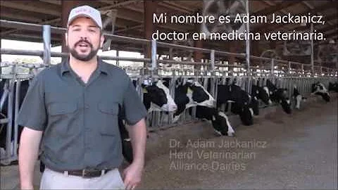 Un Veterinario Nos Habla Sobre Los Terneros